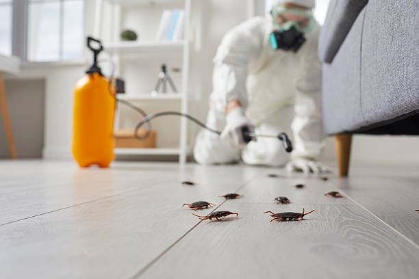 Affordable Termite Control solutions in Plantation, FL